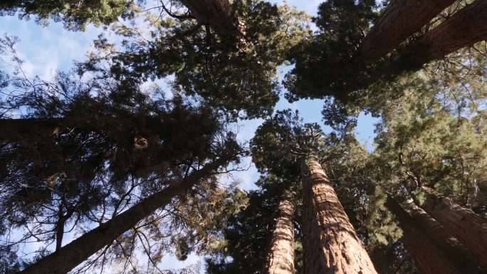 巨型红杉树仰望参天大树
