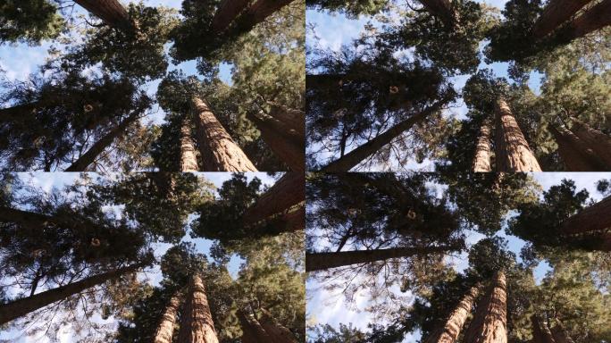 巨型红杉树仰望参天大树