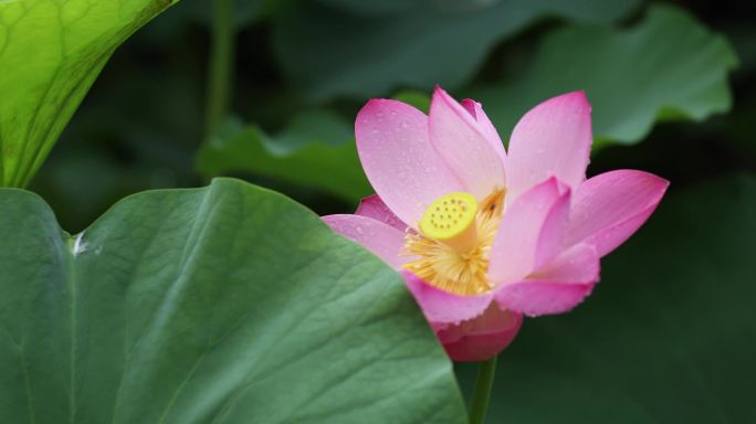 荷塘 湖面游船 游人赏荷 荷花