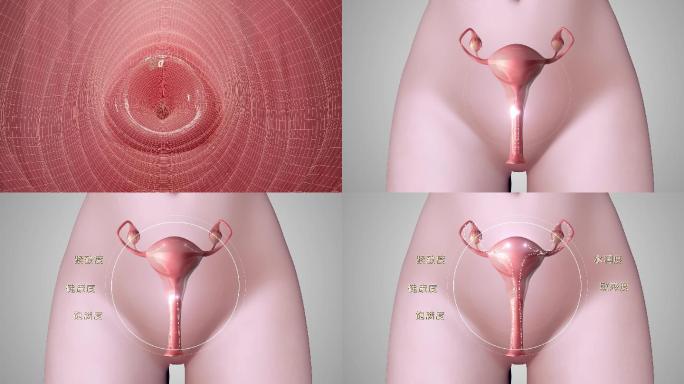 阴道子宫三维动画模板