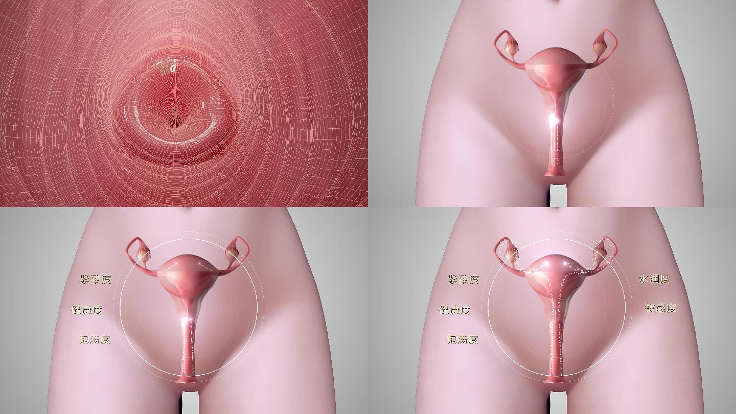 阴道子宫三维动画模板