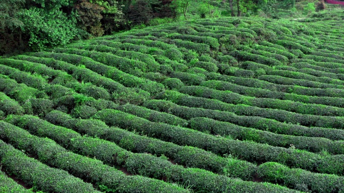 茶山茶园航拍绿水青山