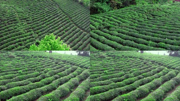 茶山茶园航拍绿水青山