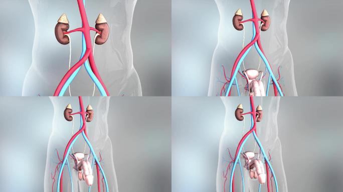 肾脏生殖器