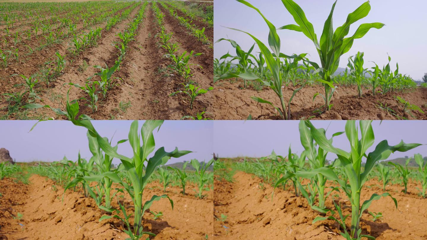 4K田地里的玉米-庄稼幼苗