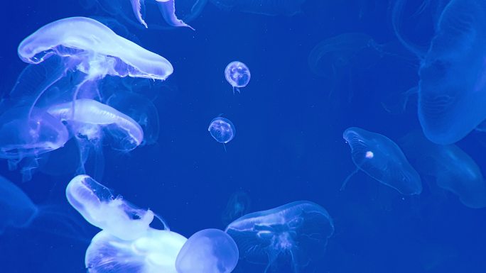一群水母在黑暗的海底世界里游动