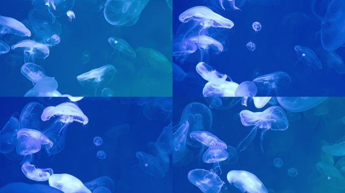 一群水母在黑暗的海底世界里游动