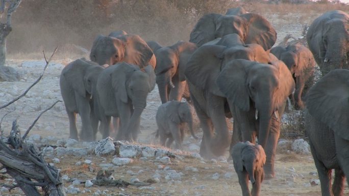 大象迁徙动物世界动物园