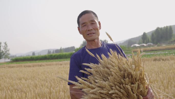 4K小麦丰收农民劳动
