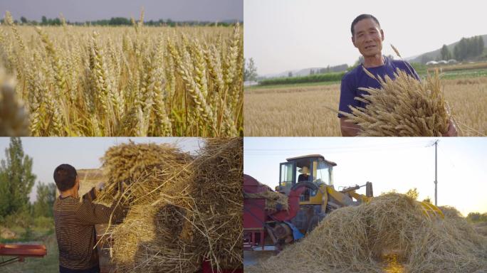 4K小麦丰收农民劳动