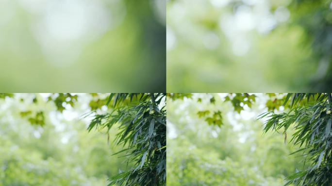 竹叶风景实拍4K