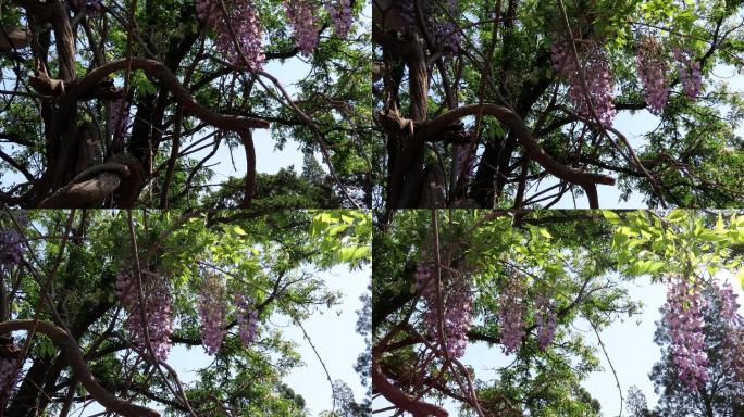 森林里的紫藤4k