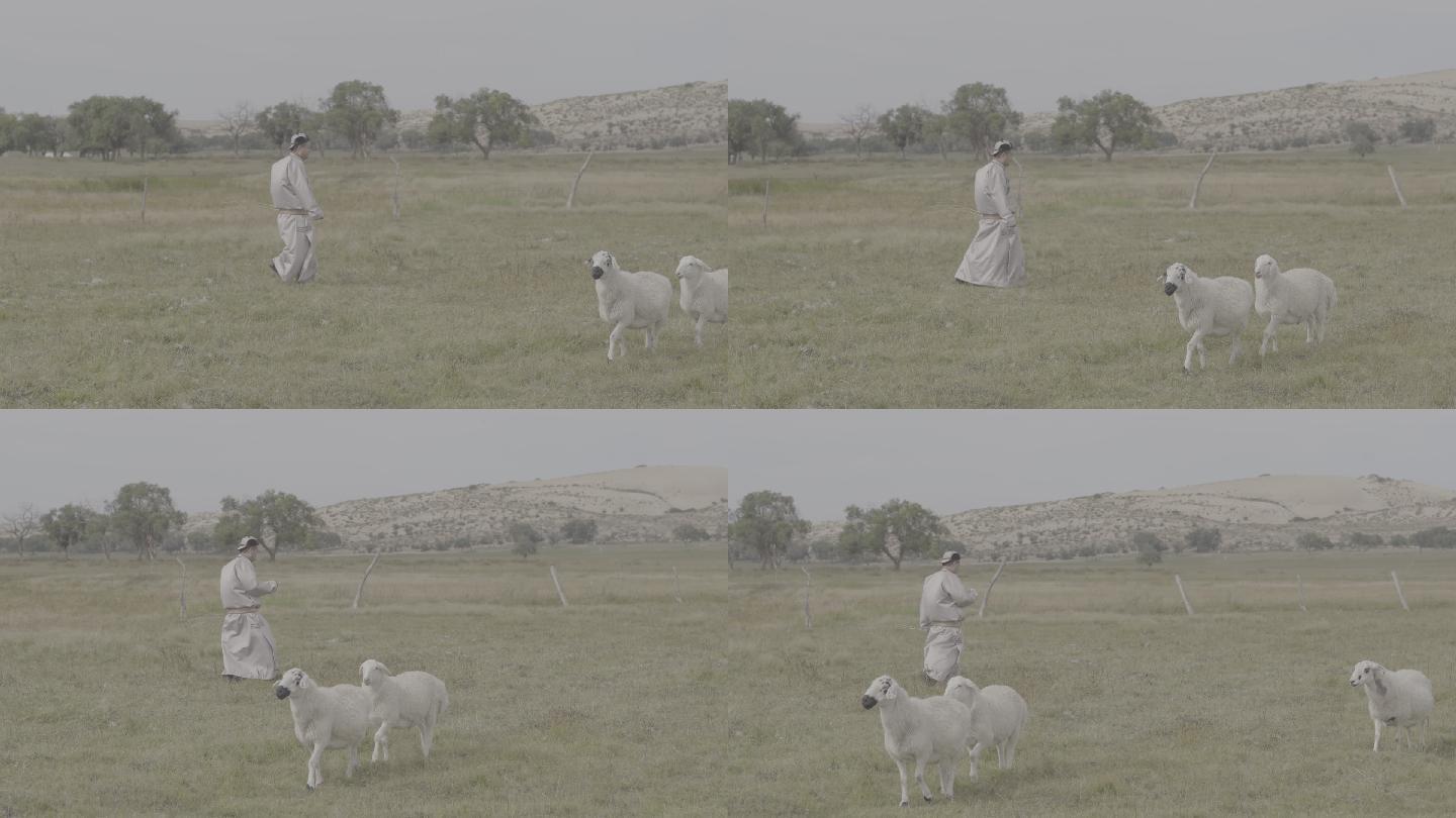 宣传片素材放羊的牧人