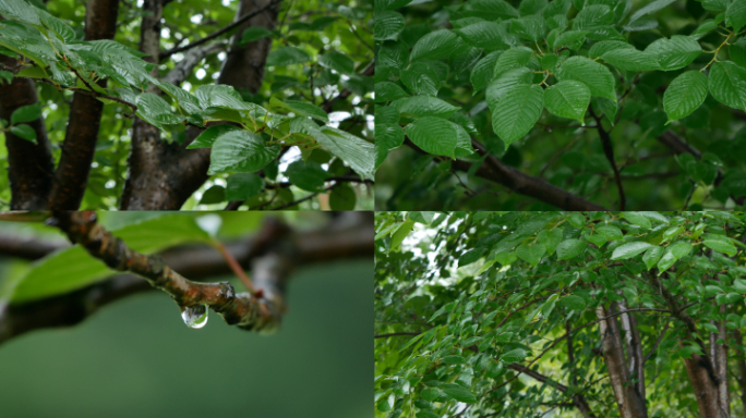 森林下雨天_雨中树林_树叶雨水滴落