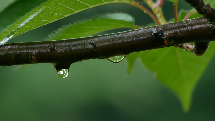 森林下雨天_雨中树林_树叶雨水滴落