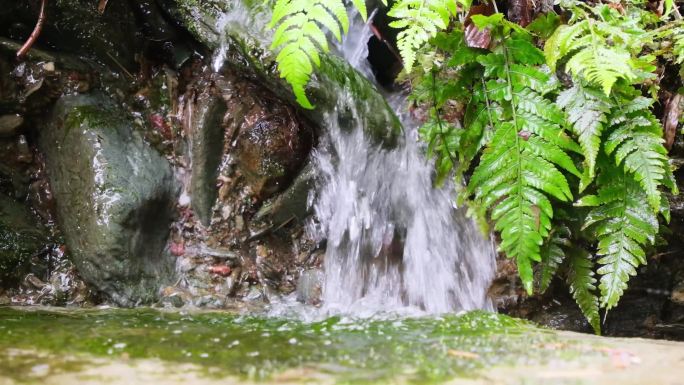 天然山泉水矿泉水青苔素材