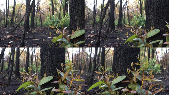 丛林大火破坏了森林
