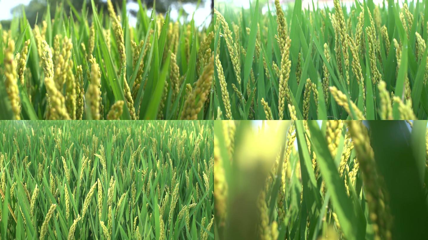 清新绿色水稻