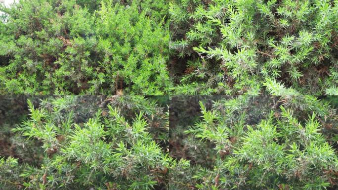 【4K】针叶植物、松枝