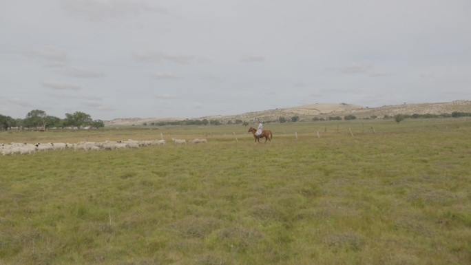 内蒙古牧区放牧