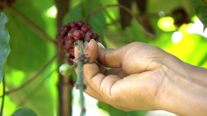 种植园里的咖啡豆