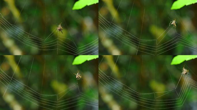 蜘蛛在织网
