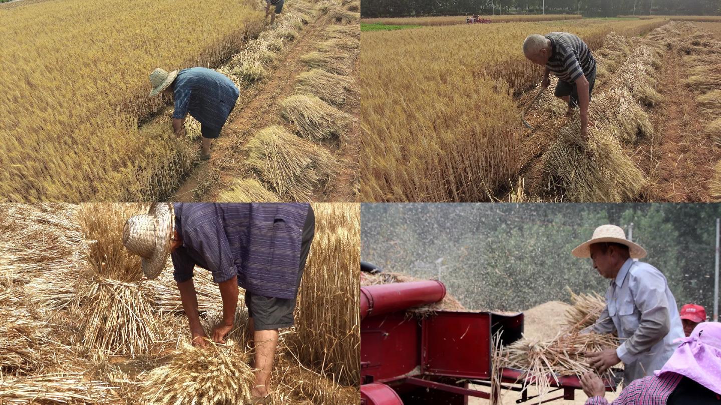 麦收收获粮食丰收农业农田