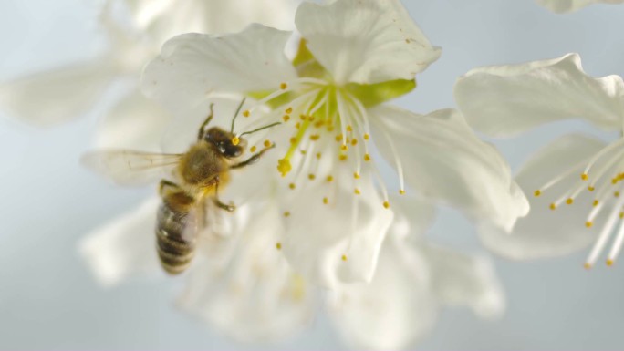 在白樱花的雄蕊上采摘花粉的蜜蜂