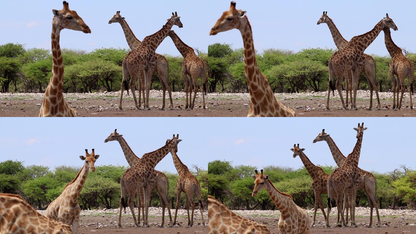 长颈鹿动物园长脖子等物世界