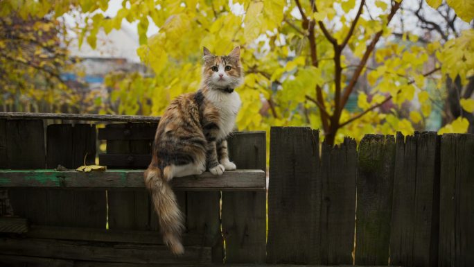篱笆上的猫