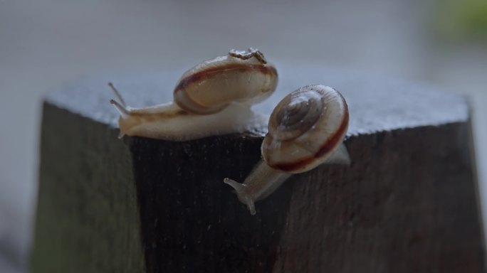 4K雨中一对蜗牛