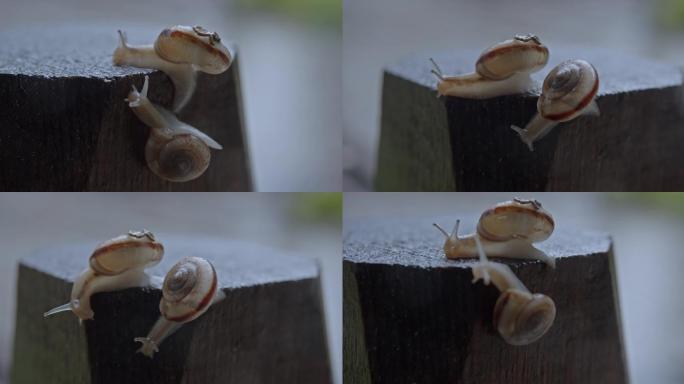 4K雨中一对蜗牛