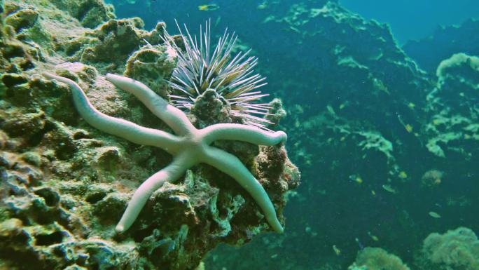 水下的海星和海胆