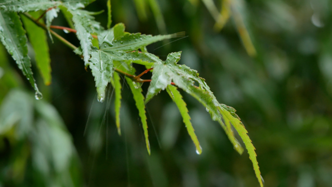 下雨_雨中树林_雨景