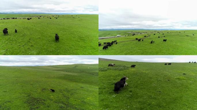 4K航拍西藏牦牛