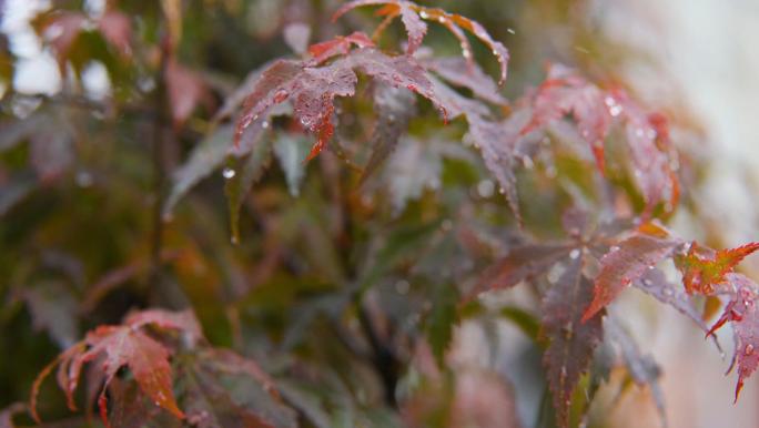 江南莎莎小雨树枝水珠落下