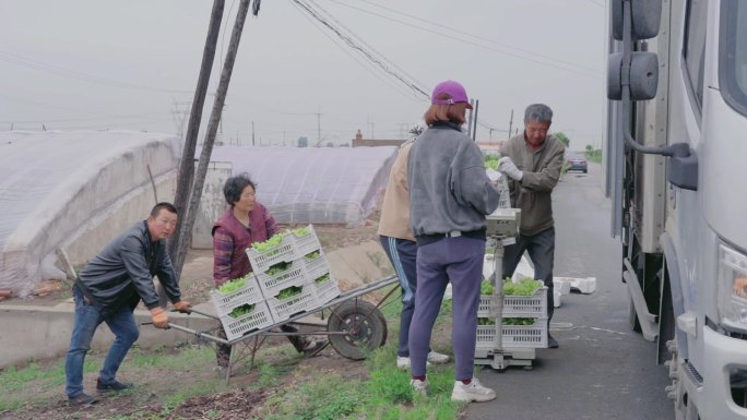 葡萄基地运送葡萄装车贩卖