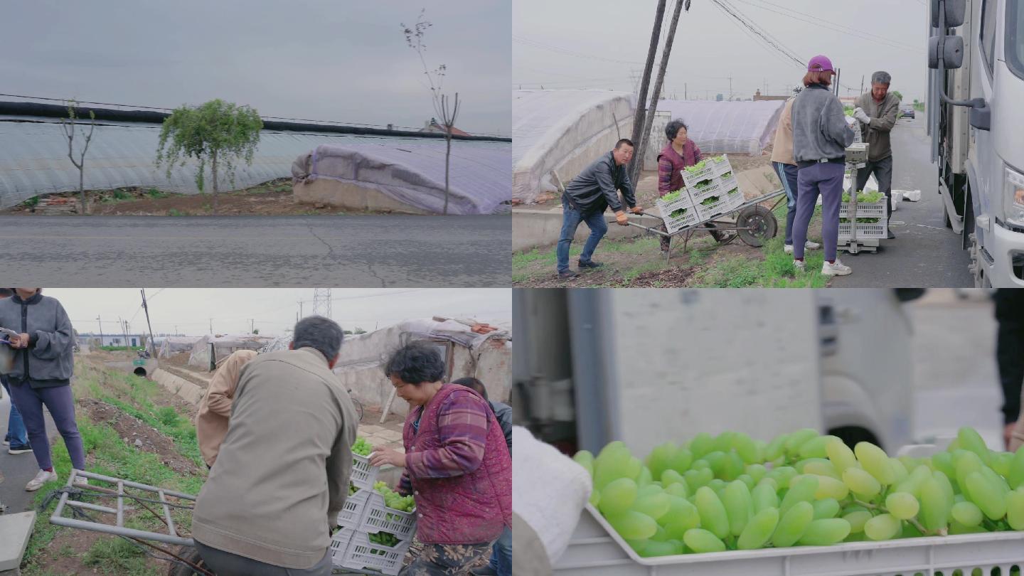 葡萄基地运送葡萄装车贩卖