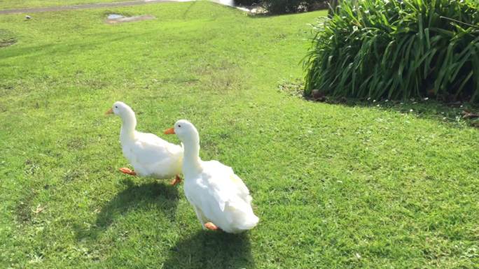 两只白鹅在绿草地上行走