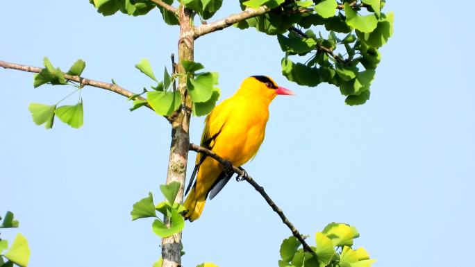 好漂亮的黄鹂鸟，好听的黄鹂鸟叫声