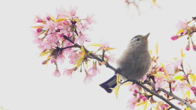 樱花开了，漂亮的小鸟吃花蜜