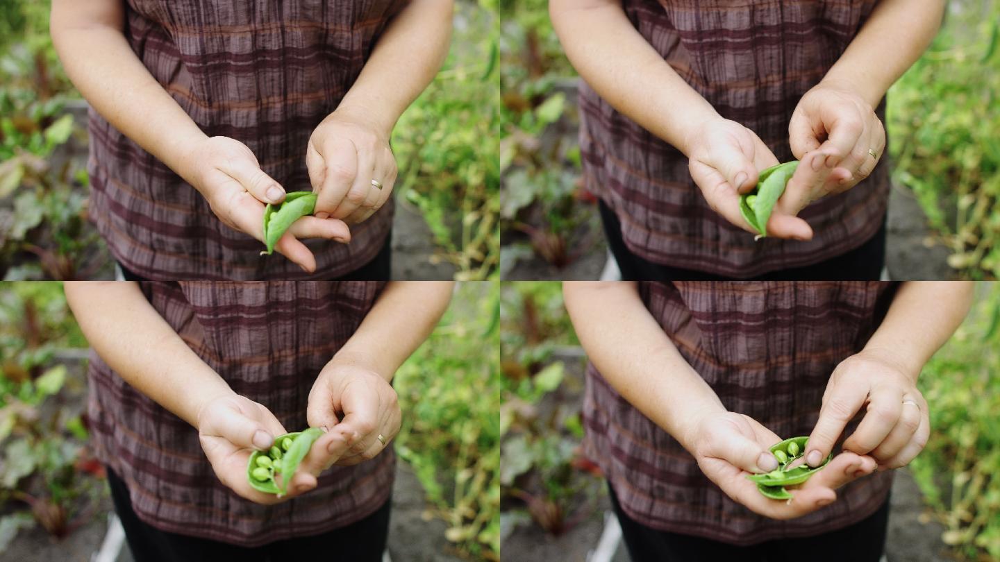 园丁展示豌豆荚