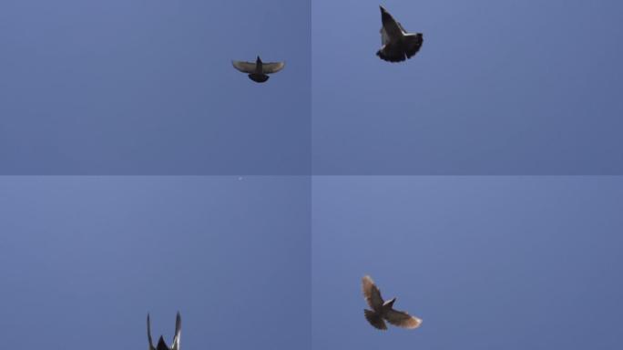 一群鸽子从镜头上方飞过