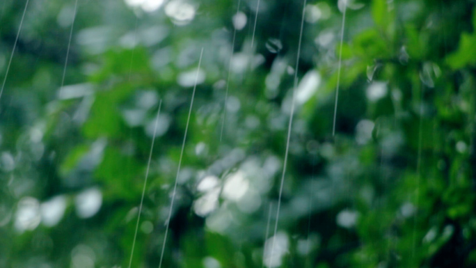 夏天下雨荷花荷叶雨声