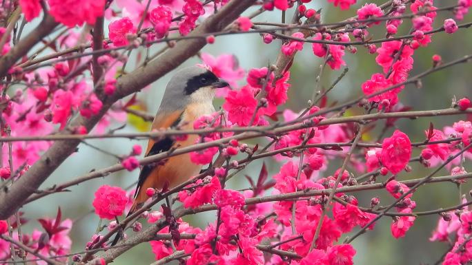漂亮的桃花开了，鸟语花香花丛中的伯劳鸟
