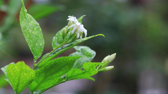 4K实拍雨后茉莉花8组47秒