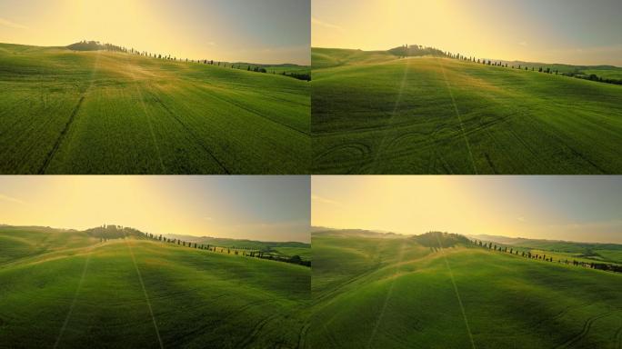 日落时的绿色麦田自然山小丘