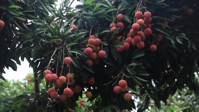 桂味荔枝空镜、荔枝园航拍