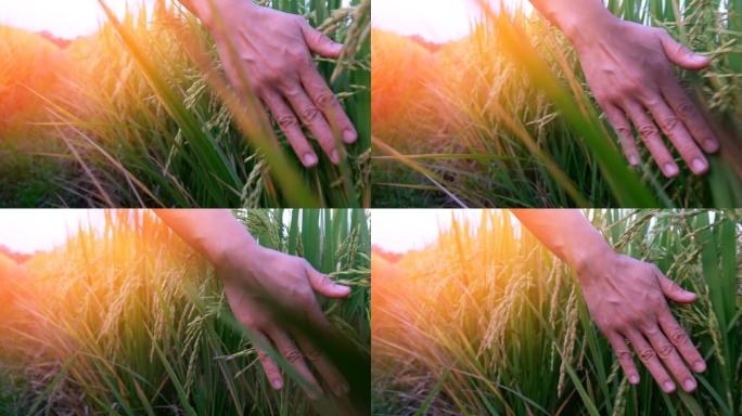 在阳光下用手抚摸稻田里成熟的水稻