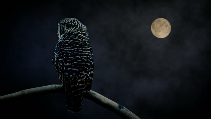 在月光下看猫头鹰乡村野外月圆之夜荒山野岭